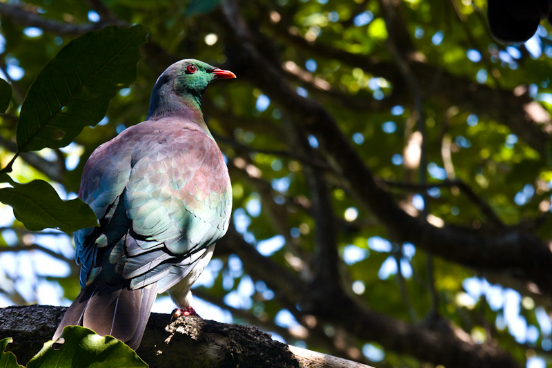 New Zealand Pigeon On Branch
